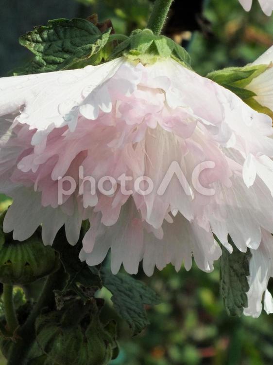 ギザギザの花びらの下向きに咲くタチアオイ タチアオイ,ピンクの花,花の写真素材