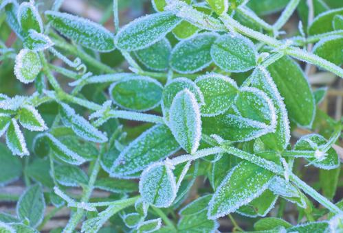 霜の降りた葉2の写真