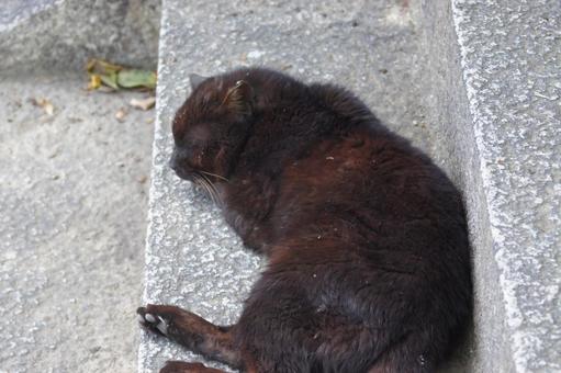 ねこ ねこの写真