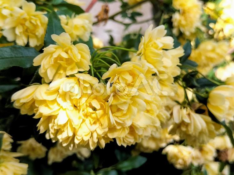モッコウバラ（木香薔薇） モッコウバラ,木香薔薇,木香茨の写真素材