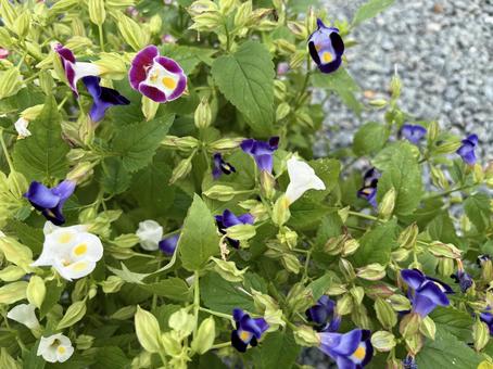 紫と白のトレニアの花 トレニア,花,紫の花の写真素材