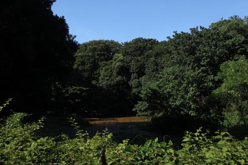代々木公園 代々木公園 代々木公園,渋谷区,風景の写真素材