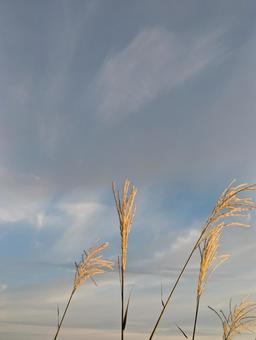 Photo, grama de pampas japonesa, naturalmente, vazio, 