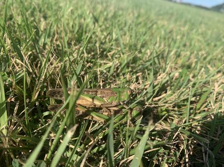 おんぶバッタの写真