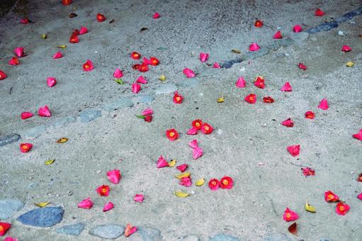 地面に落ちた椿の花びら 地面に落ちた椿の花びらの写真