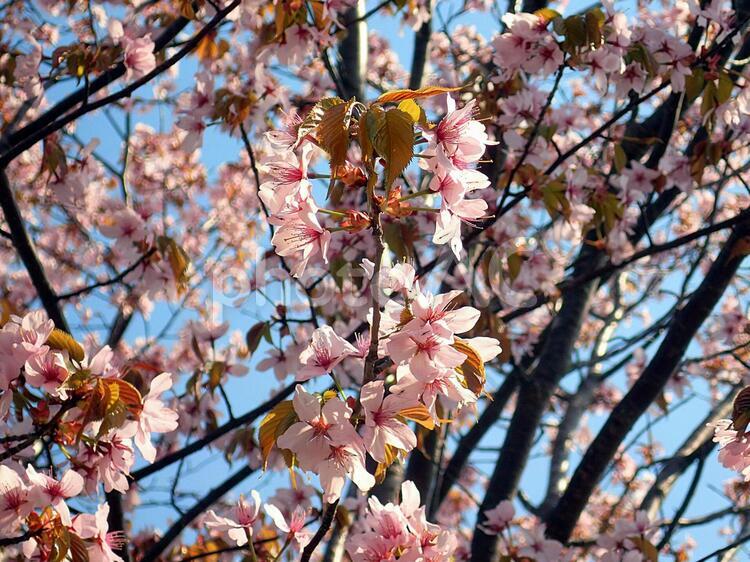 さくら（エゾヤマザクラ） さくら,エゾヤマザクラ,春の写真素材
