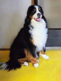 緊張顔で座る犬 横向きカメラ目線 緊張顔で座る犬 横向きカメラ目線 犬,バーニーズマウンテンドッグ,ペットの写真素材