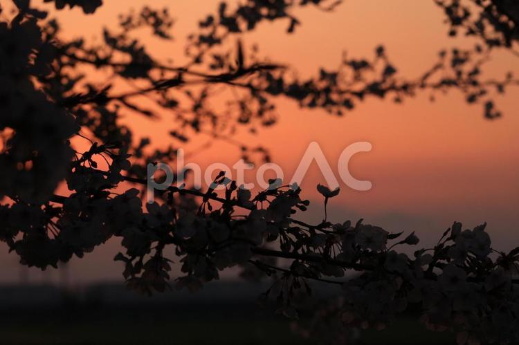 夕焼けと桜 夕焼け,夕暮れ時,オレンジの写真素材