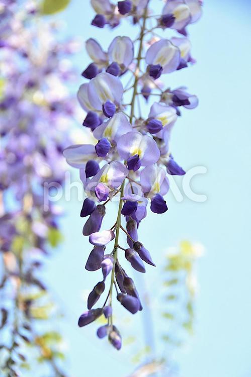 春風に揺れるフジの花 フジ,藤,藤の花の写真素材