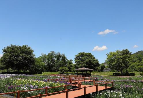花　アヤメ　安曇野 木,自然,空の写真素材
