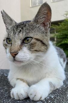 Handsome cat with a sharp face, cat, cat, stray cat, JPG