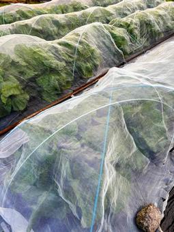 畑で育つ白菜 野菜,白菜,はたの写真素材