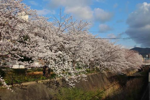 志井川の桜並木 志井川の桜並木の写真
