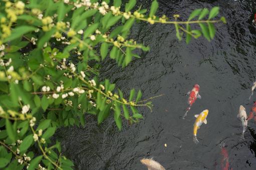 草の向こうの鯉 草の向こうの鯉の写真