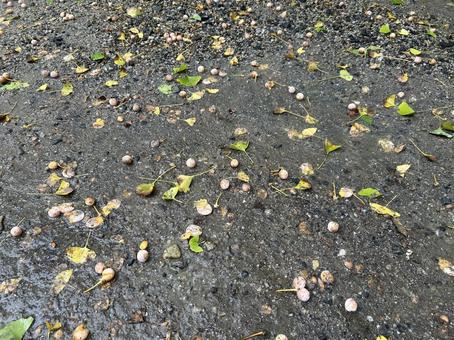 道に落ちたイチョウの実(銀杏) 道に落ちたイチョウの実(銀杏) 銀杏,イチョウの実,道路の写真素材