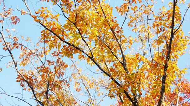 紅葉 素材 紅葉 素材の写真