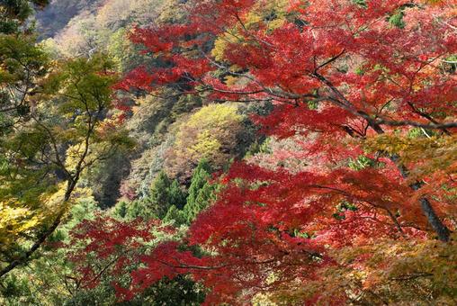 紅葉36 紅葉,モミジ,枯葉の写真素材