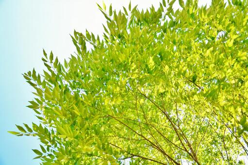 青空と葉 青空,葉,木の写真素材