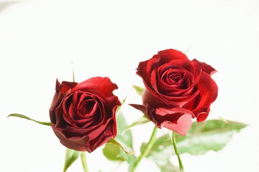 赤いばら 赤いばら ばら,薔薇,バラの写真素材