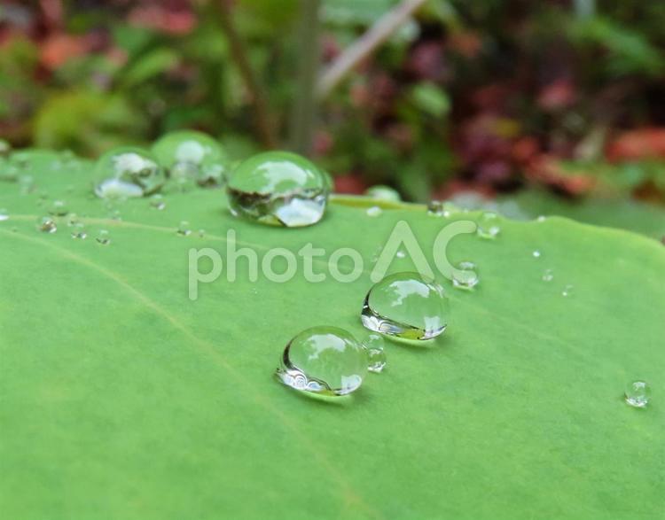 雫に映り込む木々 自然,植物,接写の写真素材