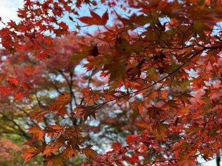Autumn in Arashiyama, Kyoto, JPG Autumn in Arashiyama, Kyoto, JPG