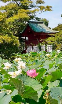 白幡神社、鶴岡八幡宮 白幡神社、鶴岡八幡宮 鶴岡八幡宮,背景,やわらかいの写真素材