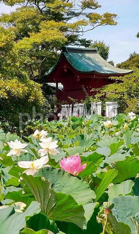 白幡神社、鶴岡八幡宮 鶴岡八幡宮,背景,やわらかいの写真素材