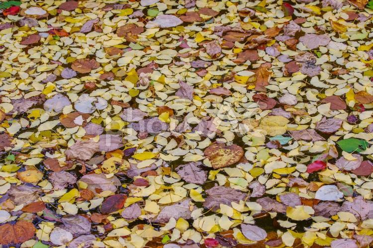 水に浮いた紅葉した落ち葉たち 紅葉,落ち葉,水の写真素材