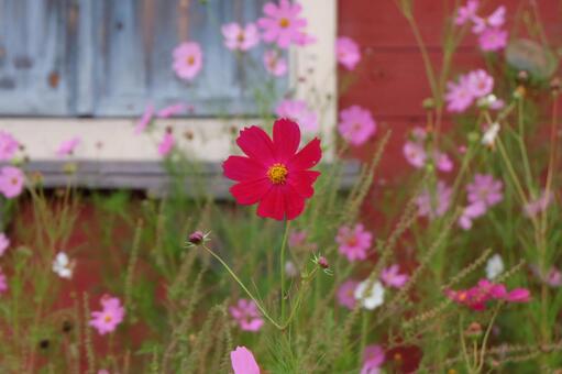 秋桜 コスモス,自然,花の写真素材