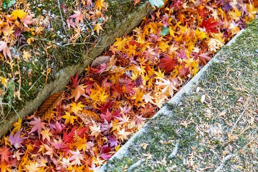 紅葉の落ち葉 紅葉の落ち葉 落ち葉,モミジ,もみじの写真素材