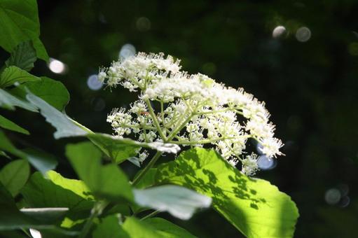 Photo, flowers and trees, blooming landscape, spring, 