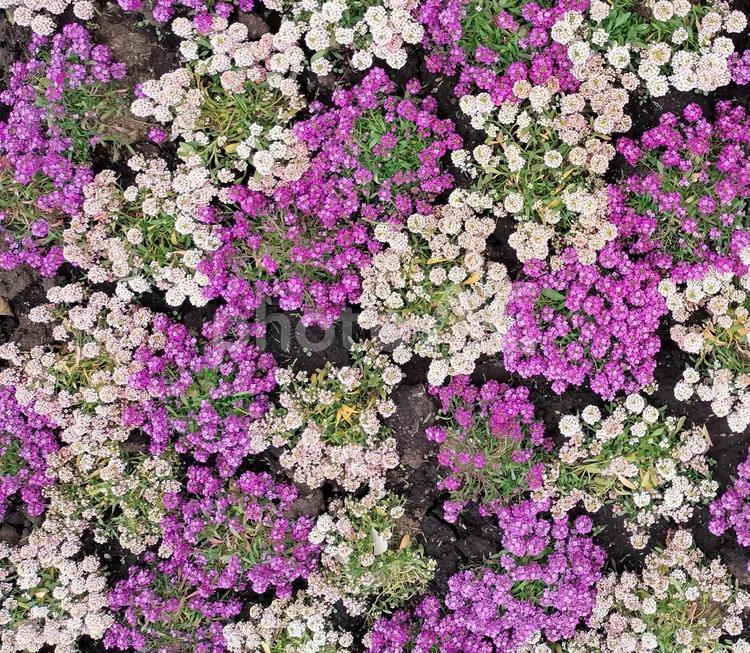 花ざかり　白と紫の花の絨毯 花,白,紫の写真素材