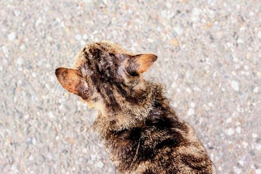 猫 猫の写真