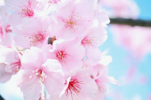 河津桜のアップ|青空バック 河津桜のアップ|青空バックの写真