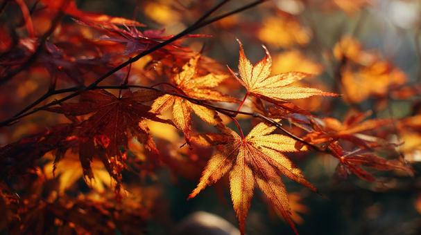 深まる秋の燃える紅葉 深まる秋の燃える紅葉の写真