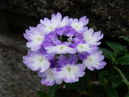 【花の写真】バーベナ 【花の写真】バーベナの写真