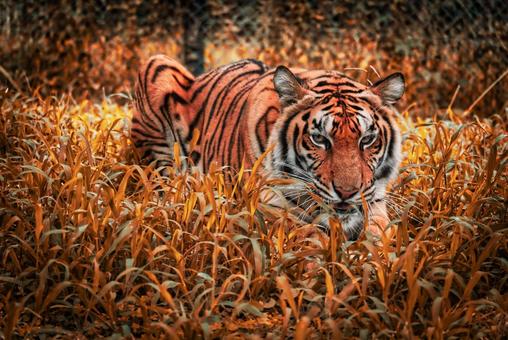 狙いを 狙いを 動物,safari,自然の写真素材