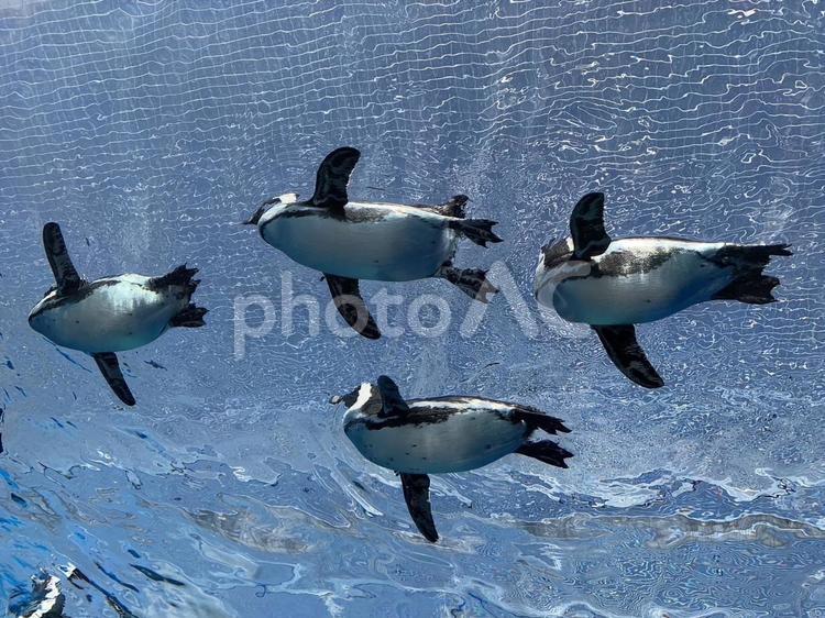 水中を泳ぐペンギンたちの群れ ペンギン,水族館,泳ぐの写真素材