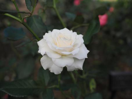 バラ園に咲く白い薔薇を撮った写真です バラ園に咲く白い薔薇を撮った写真です 花,薔薇,自然の写真素材