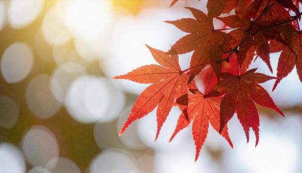 紅葉イメージ・モミジ・カエデ 紅葉イメージ・モミジ・カエデの写真