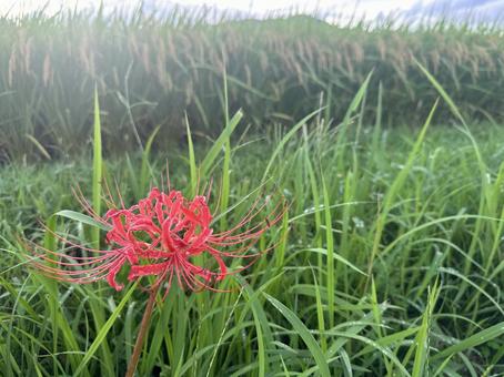 彼岸花と稲穂 彼岸花,秋,花の写真素材