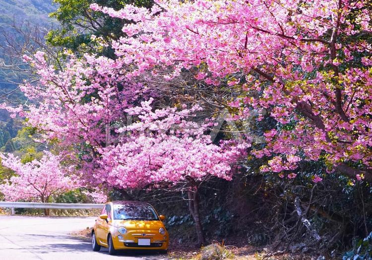 桜の木陰に止めたイタ車 桜,車,河津桜の写真素材