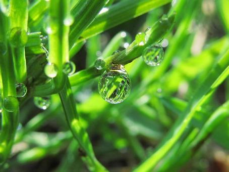 水滴と緑の葉の風景 水滴と緑の葉の風景 水滴,しずく,雨の写真素材
