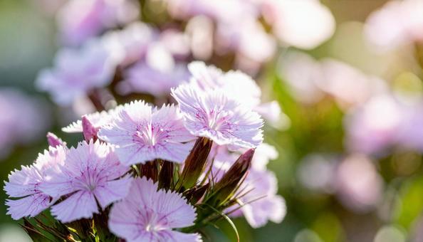 夏から秋の花 ナデシコ 夏から秋の花 ナデシコの写真