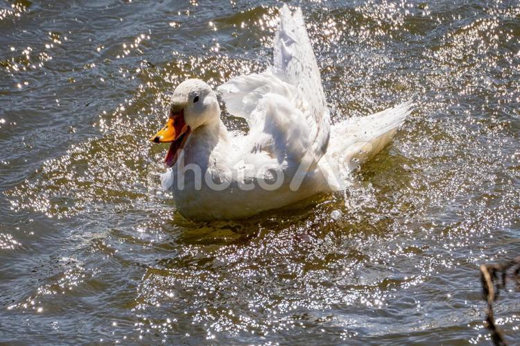 アヒルの水浴び⒀ 鳥,アヒル,鳥類の写真素材