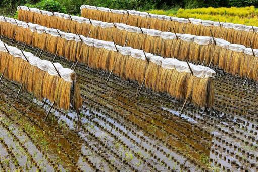 実りの秋 日本の原風景 里山 実りの秋 日本の原風景 里山 秋,収穫,稲穂の写真素材