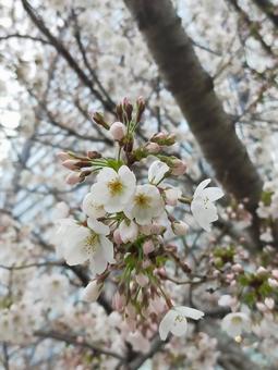 照片, 樱花, 花瓣, 春天, 