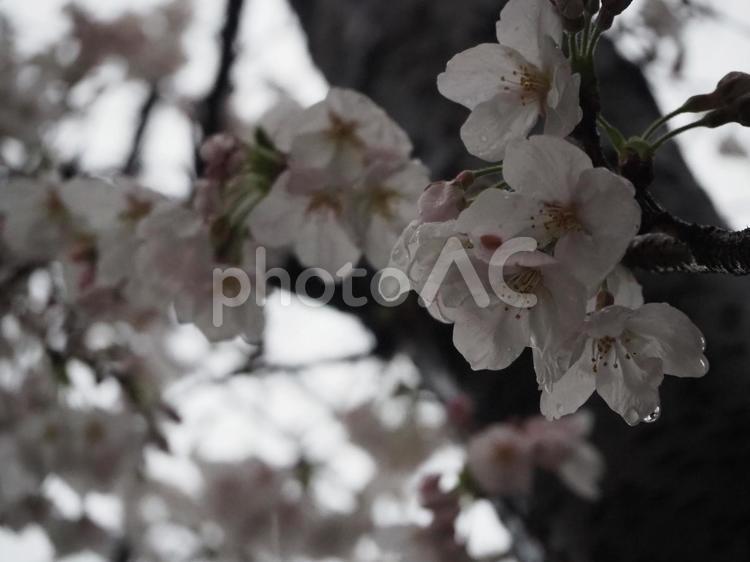 桜 春,さくら,サクラの写真素材