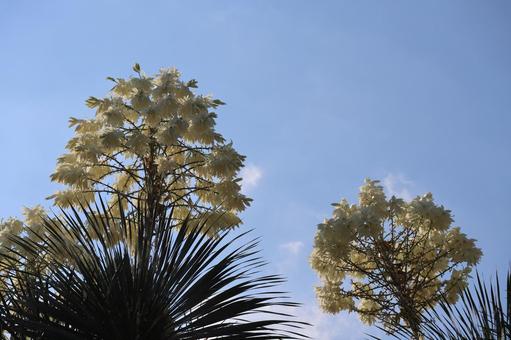青空と白いユッカロストラタの満開の花の写真