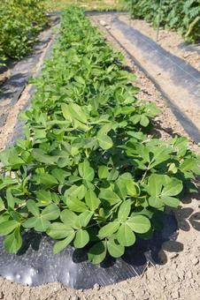 Photo, peanuts, cultivation, home garden, 